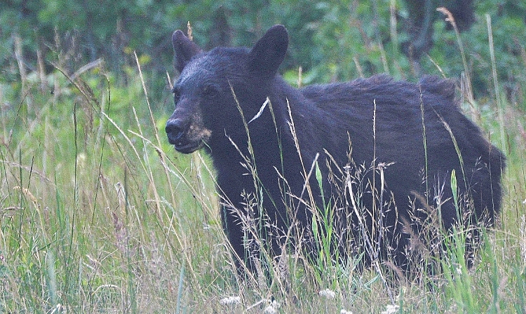 black bear